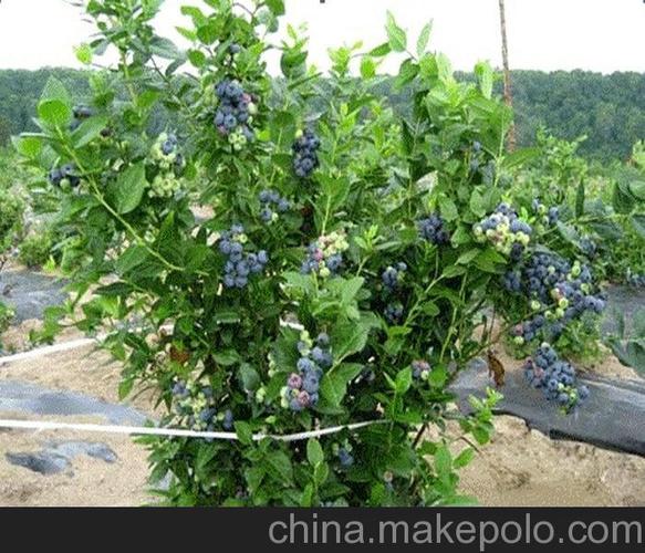 原料辅料,初加工材料 农产品 绿化苗木 果树 出售蓝莓苗 大量批发占地